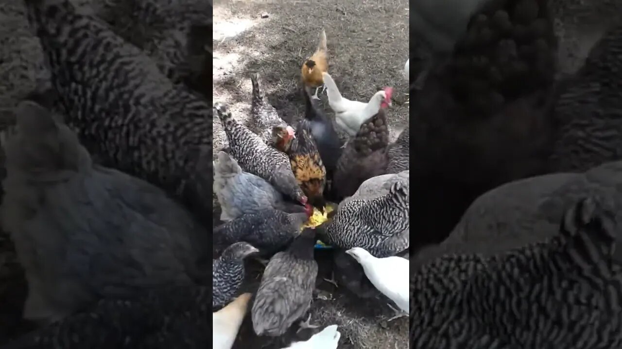 What could chickens do to a can of corn? #chickens #corn
