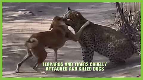 Leopards and tigers Cruelly Attacked and Killed Dogs