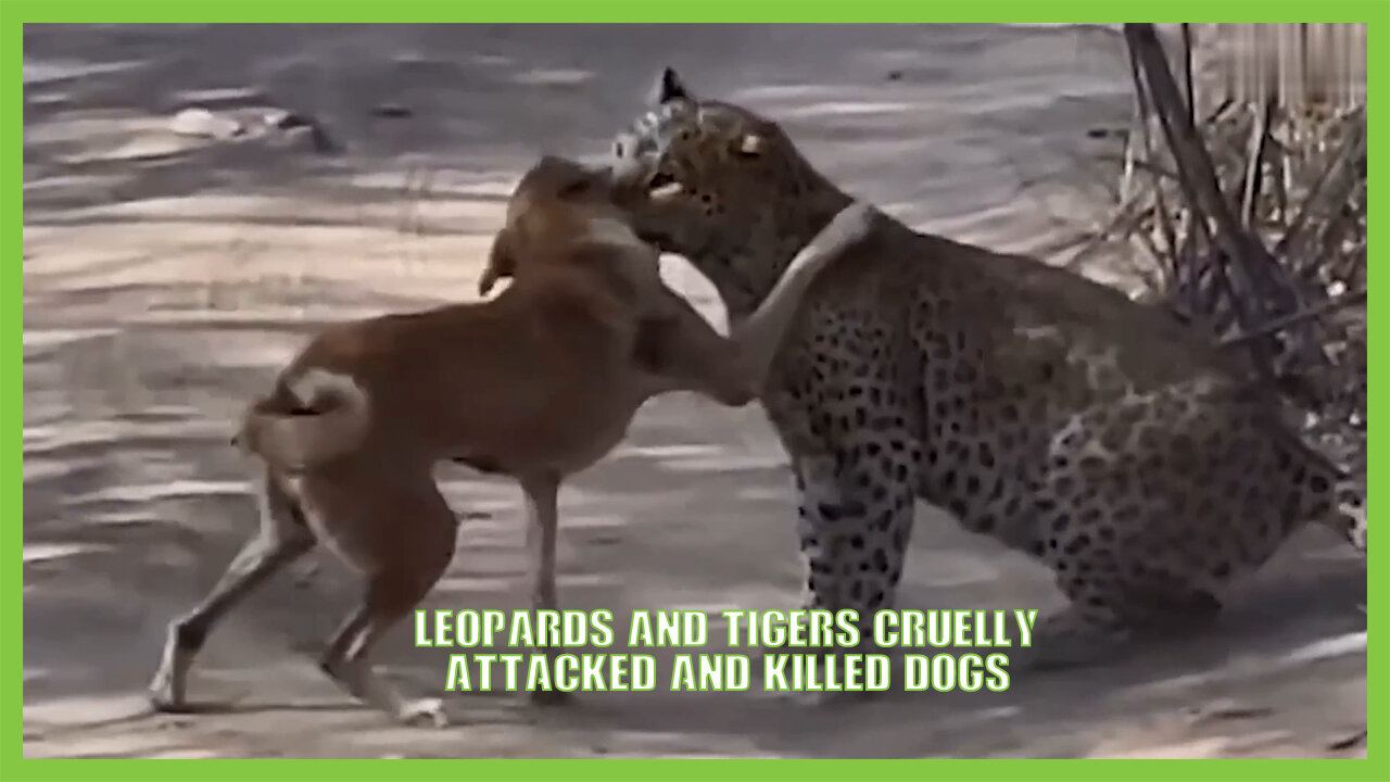 Leopards and tigers Cruelly Attacked and Killed Dogs