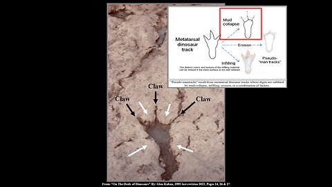 Elongated Tracks (Dinosaur & Man Tracks Part#12)