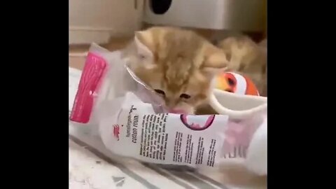 funny cat videos cute cat videos cute animals funny cats #shorts #shortsfunny #cutecat #funnycat