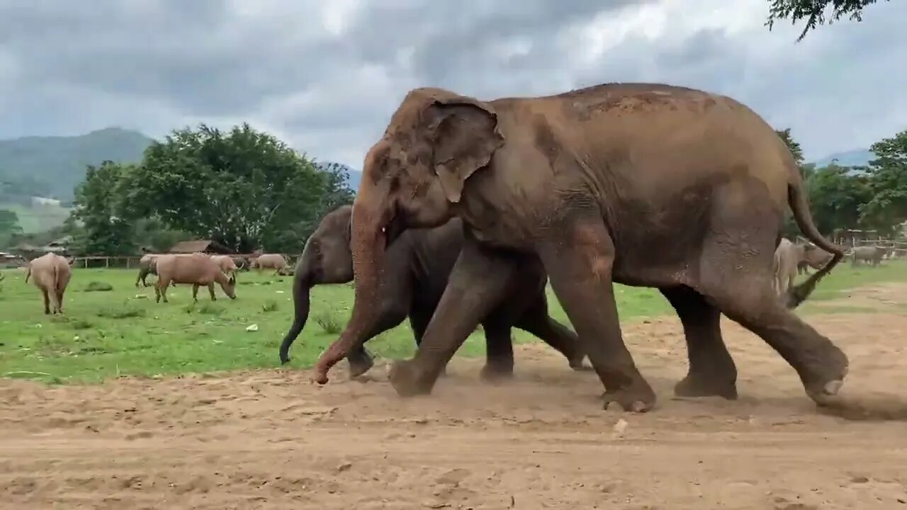 The Fascinating World Of Elephant Behavior And Communication