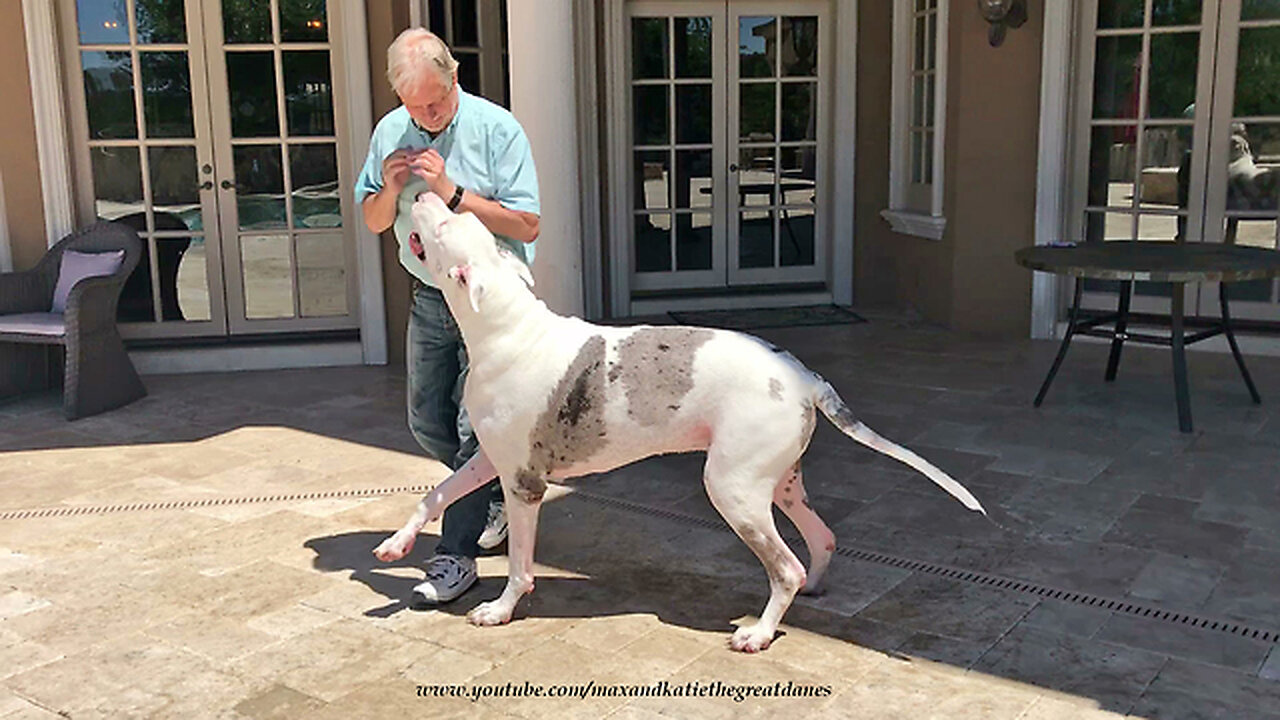 Joyful Great Dane Jumps Out of the Pool To Greet his Dad