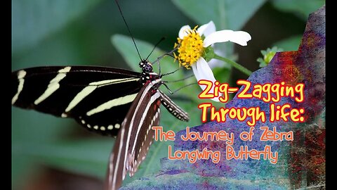 ZigZagging Through life The Journey of Zebra Longwing Butterfly