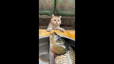 Cute funny animals