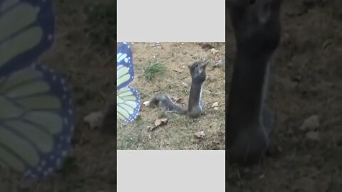 This squirrel.. 😅