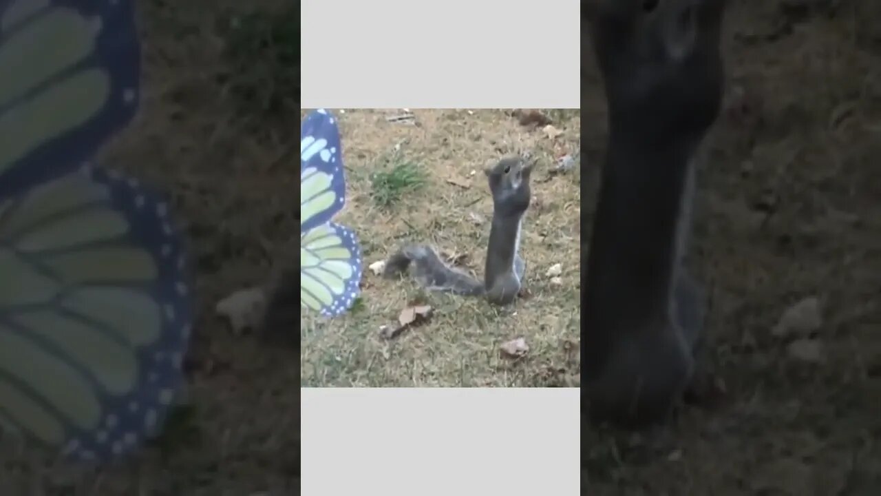 This squirrel.. 😅