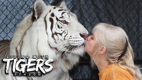 There's is a Tiger in my Garden!| Living with Tigers