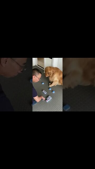 The Smart dog knows how to distinguish mahjong