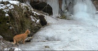 Red cat Tom conqueror of the glacier