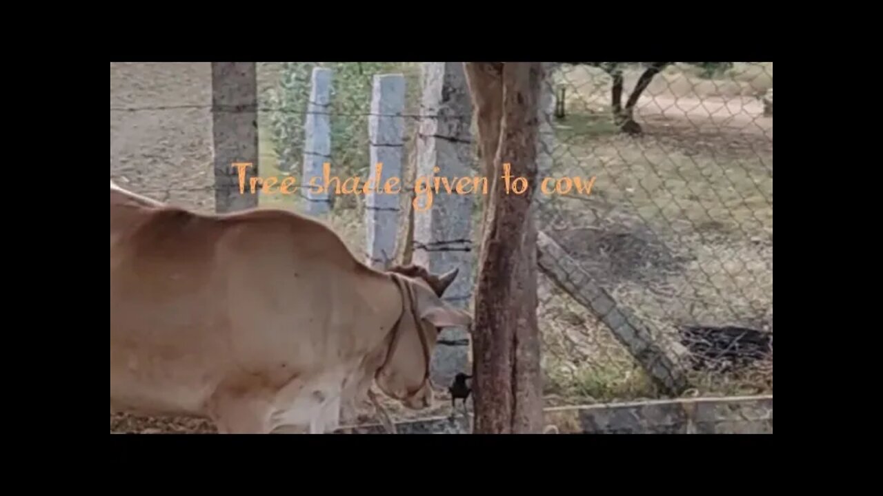 Advantages of reducing thermal stress by giving tree shade to cow,#shorts,#cow,#milk,#animal,#shade