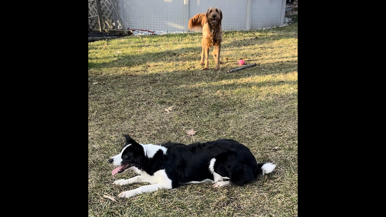 Leo the Golden Doodle playing with two female Border Collies