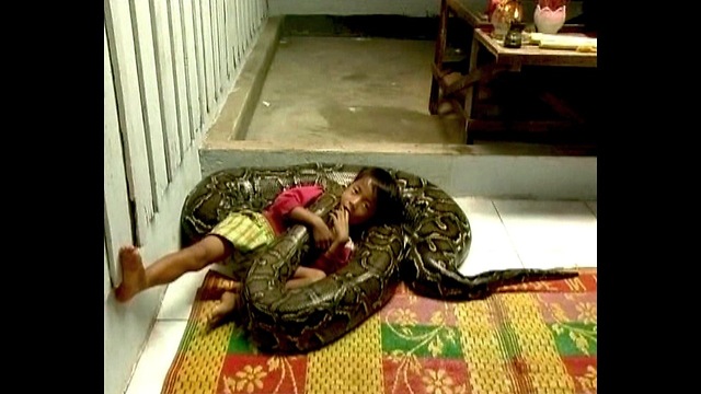 Kid Rides Giant Python