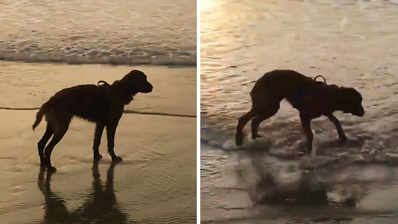 Dog on the beach at sunset is afraid of sea water