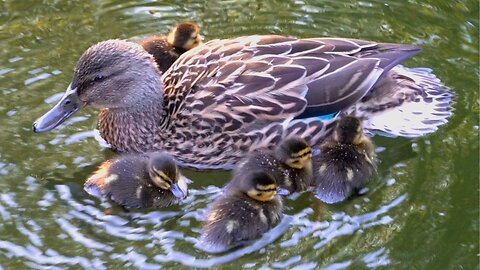 This Year's First Ducklings. Mallard Duck Hen and Her Five