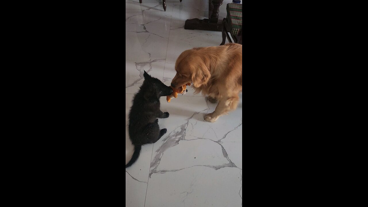 fight for their favourite toy golden retriever dog and puppy fight over toy #dog #pet #viral #trendi