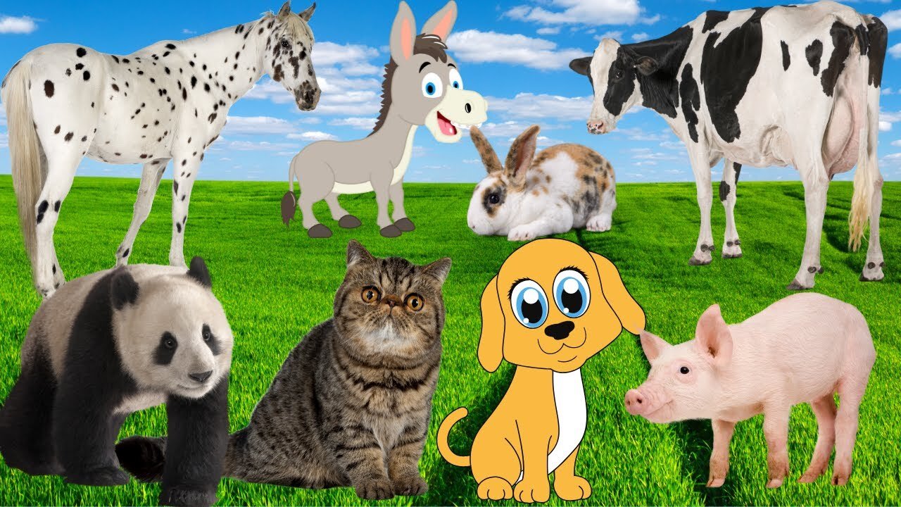 Educational content for children_ Cow, goat, dog, sheep, horse, rabbit, donkey, cat, chicken, duck, pig part3