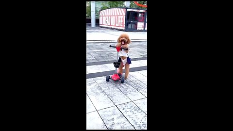 Dogs lovers must watched it new ideas #famousvidoes
