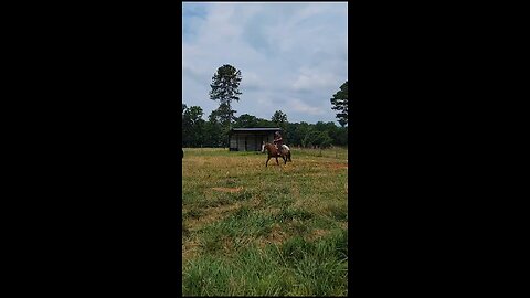 Big brown Horse riding 🏇