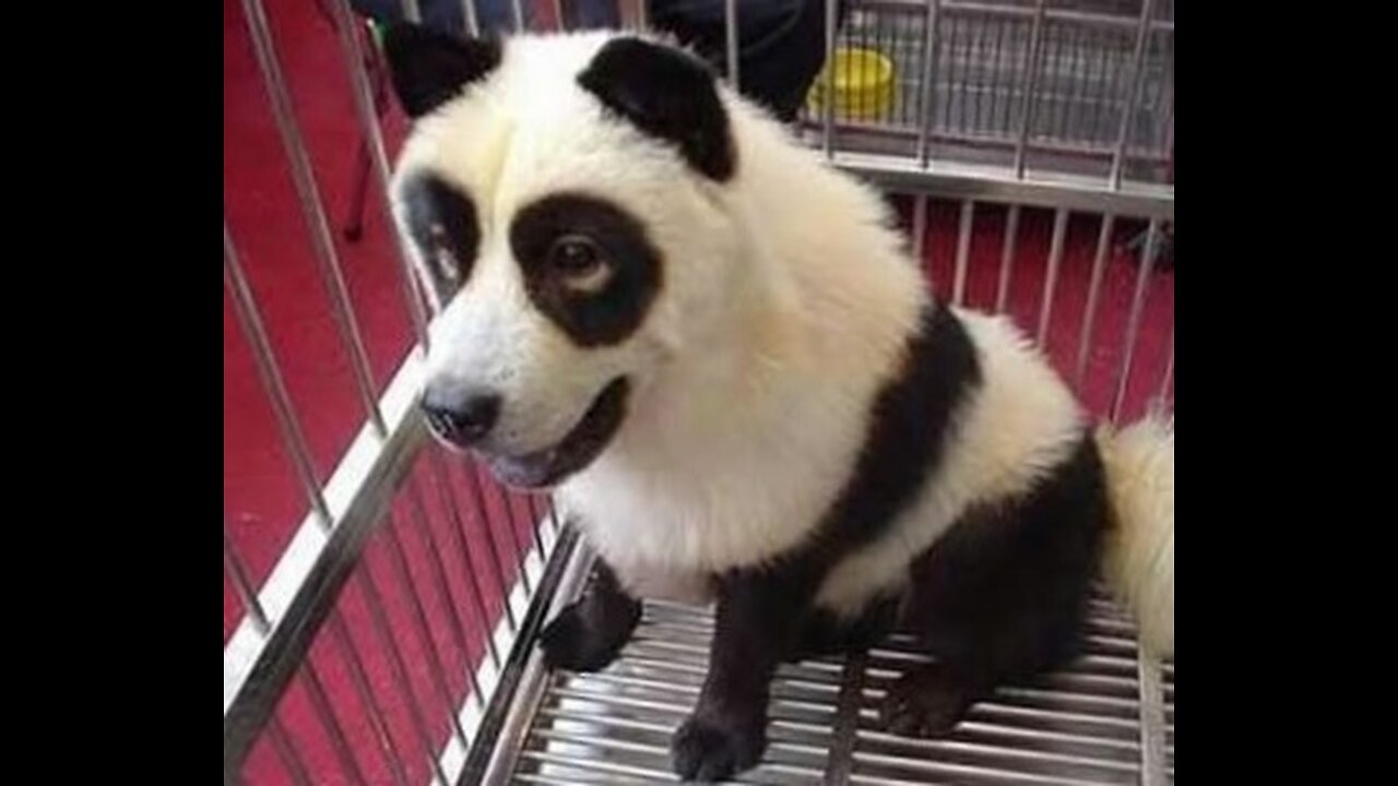 Funny animal videos:best of 2023 dog look like panda👍👍