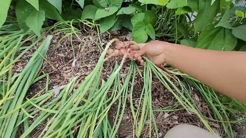 Growing And Harvesting Shallots ปลูกและเก็บหอมแดงในต่างแดน