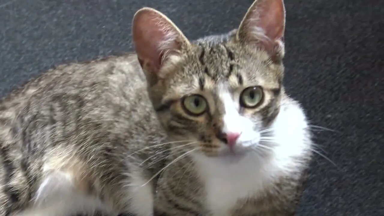 Cute Kitten Looks Curious