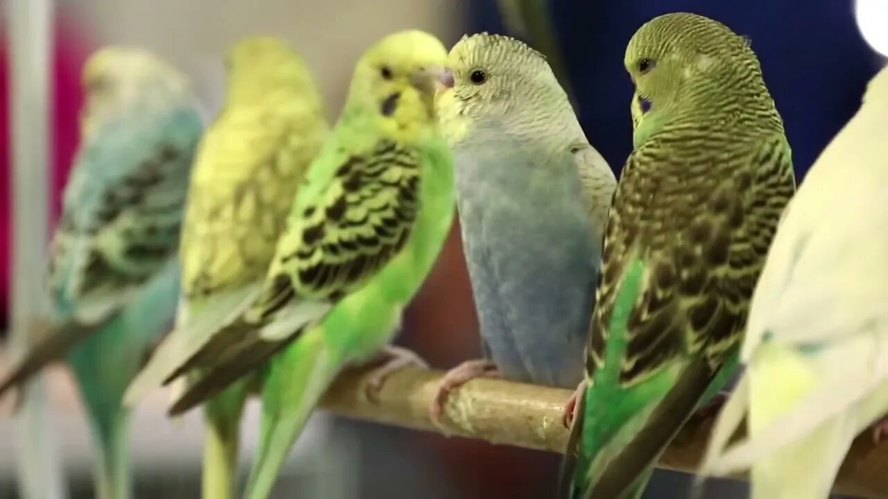 Budgerigar, Melopsittacus undulatus, also known as undulated grass parakeet, bird market in Doha, Q