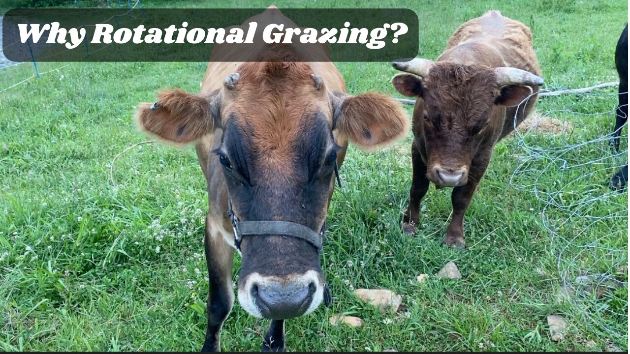 A Chat About Rotational Grazing