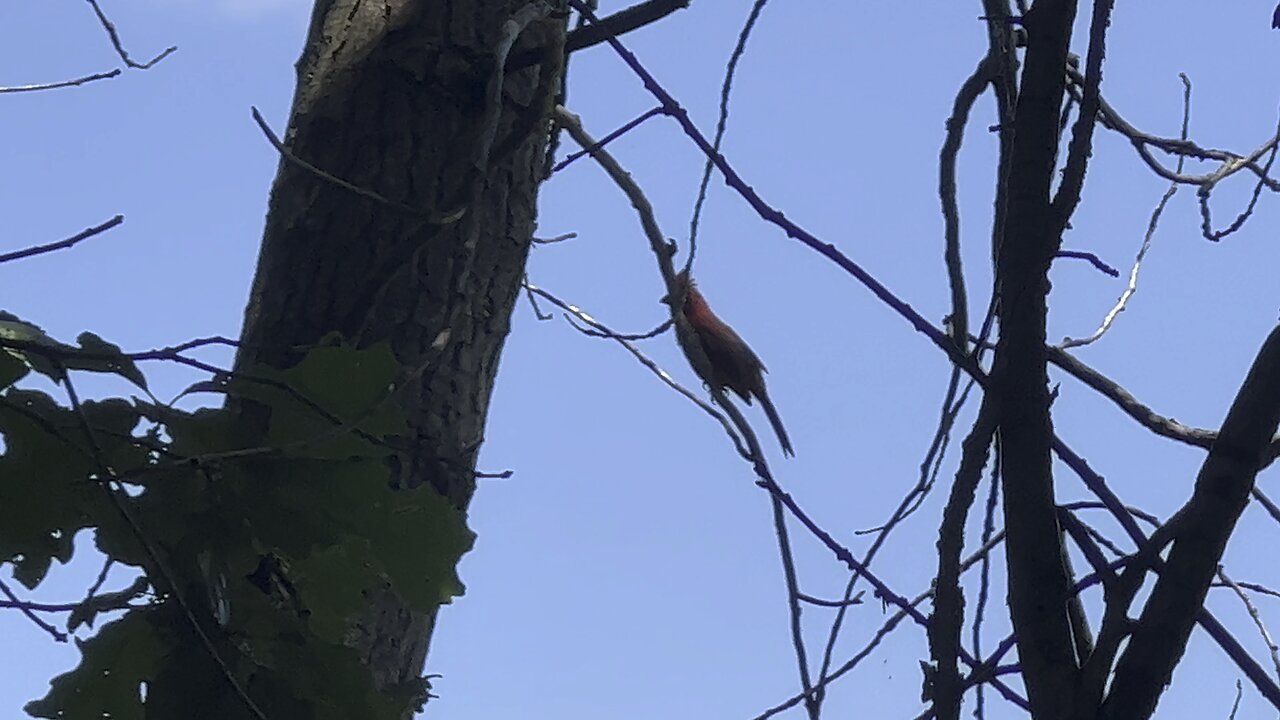 Short visit from shy male Cardinal