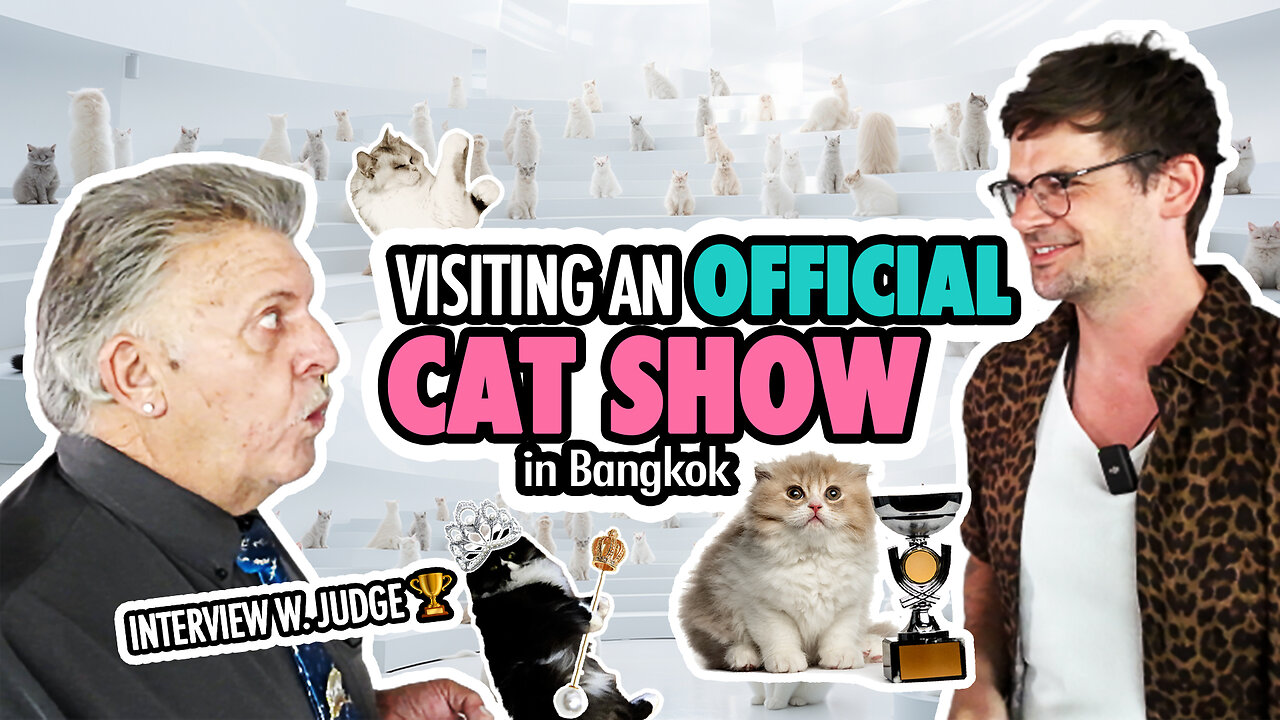 Want to see cute Cats? 🐈🏆 How about visiting a CAT SHOW in Bangkok?