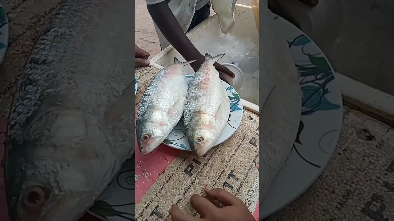 মাওয়া ঘাটে পদ্মার ইলিশ