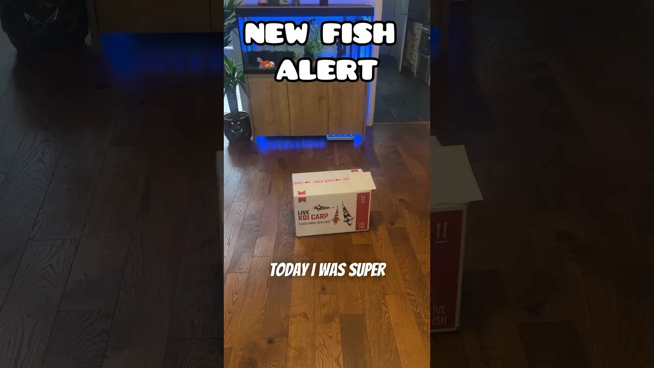 NEW FISH ALERT 😍 #fancygoldfish #goldfish #redcapgoldfish #newfish #aquarium #feedingfish