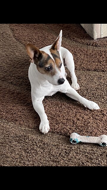 Cute Jack Russel, wearing his winter gear. So funny.