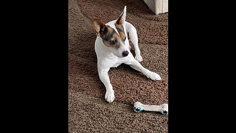 Cute Jack Russel, wearing his winter gear. So funny.