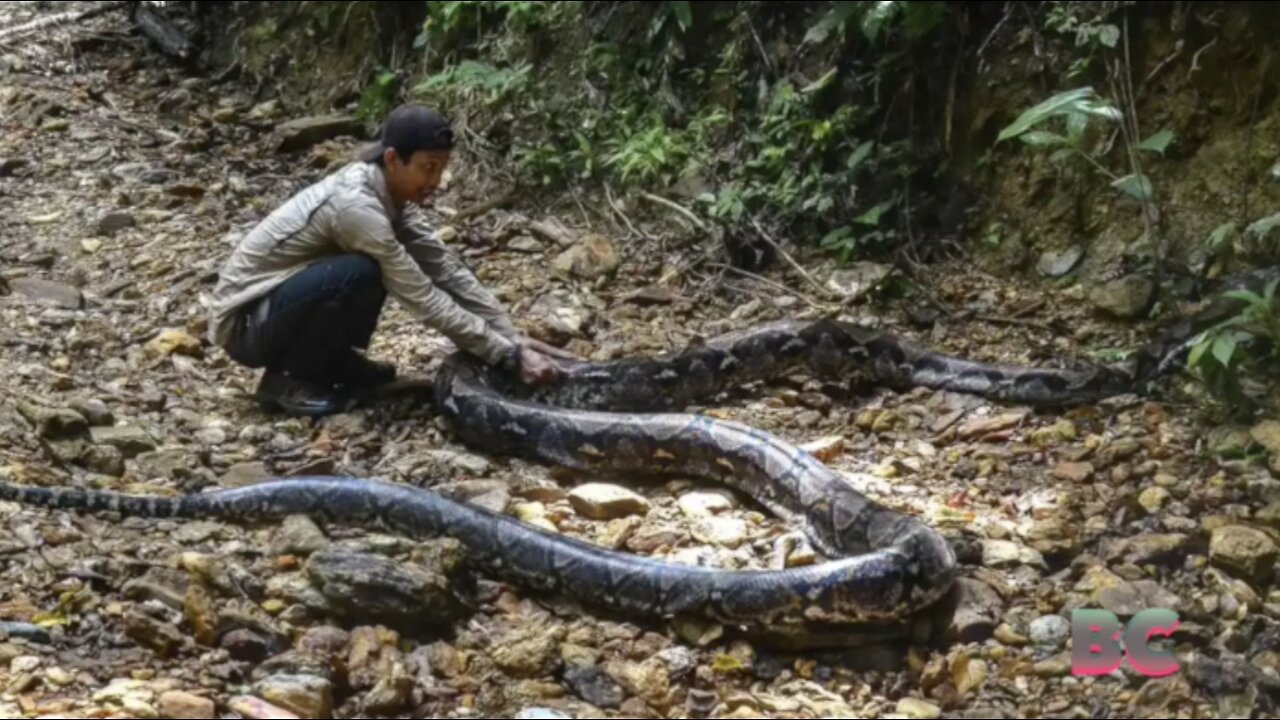 Python swallows woman at plantation in Indonesia