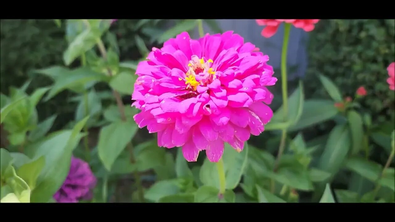 Salsa, Nasturtiums, and Indiana skies