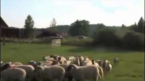 Bill Cooper - Sheep Can not Handle the Truth