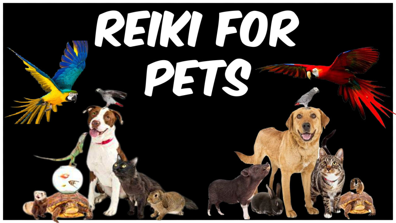 Reiki TLC For Sick And Or Depressed Pets l10 Minute Session l Healing Haands Series