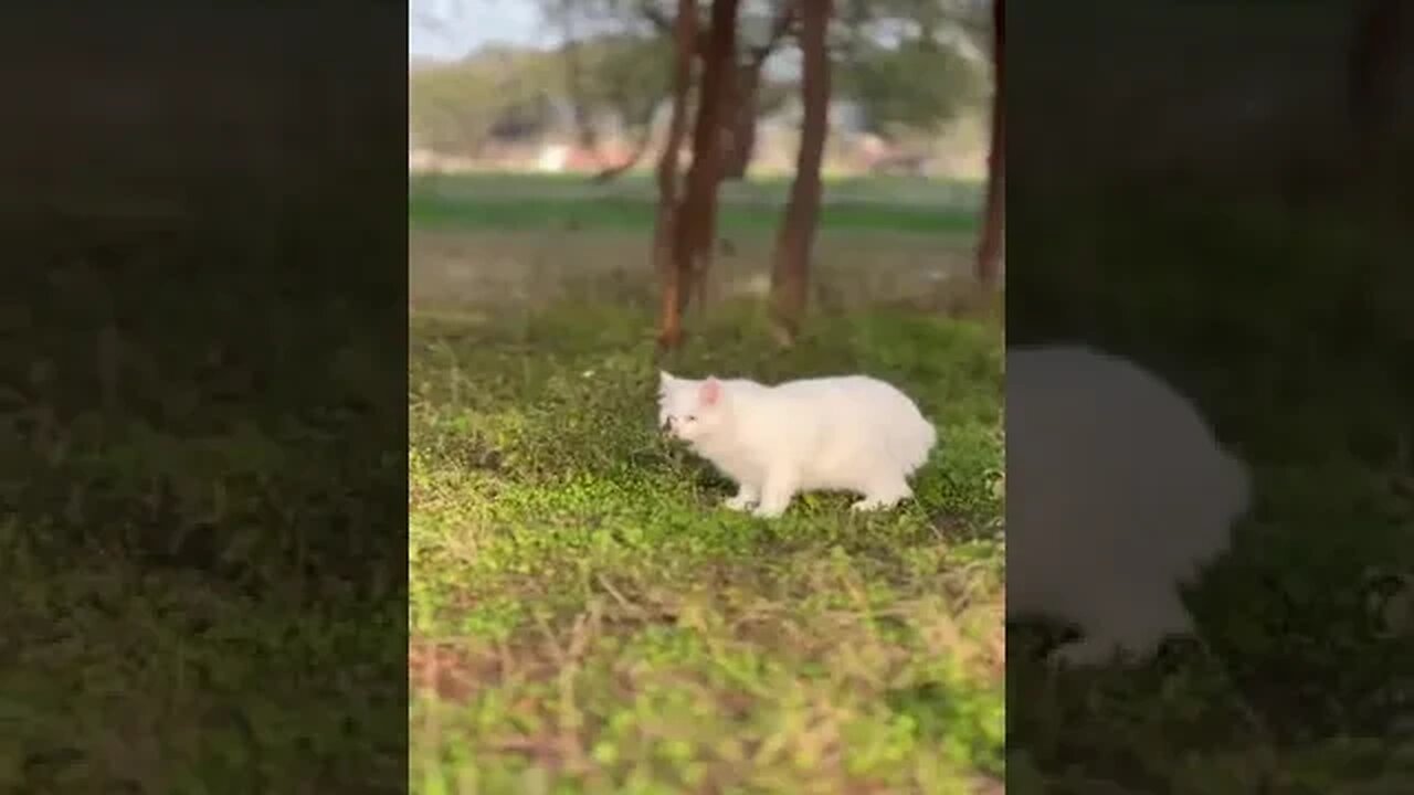 Very cute white cat #petvideos #videos