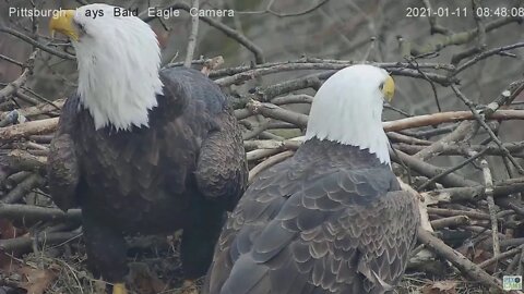 Hays Eagles Mom and Dad closeup in the nest 2021 01 11 847am