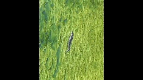 Crocodile Swimming in Sea of Grass