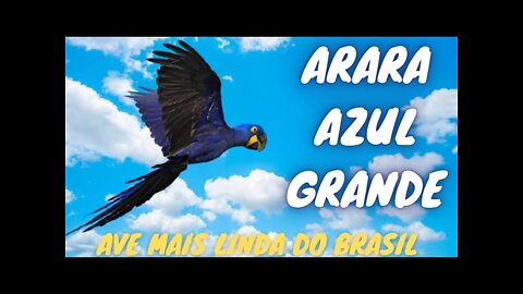 Arará Azul ave mais linda do Brasil