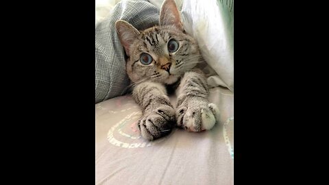 Morning With lovely Cat have a great day guys