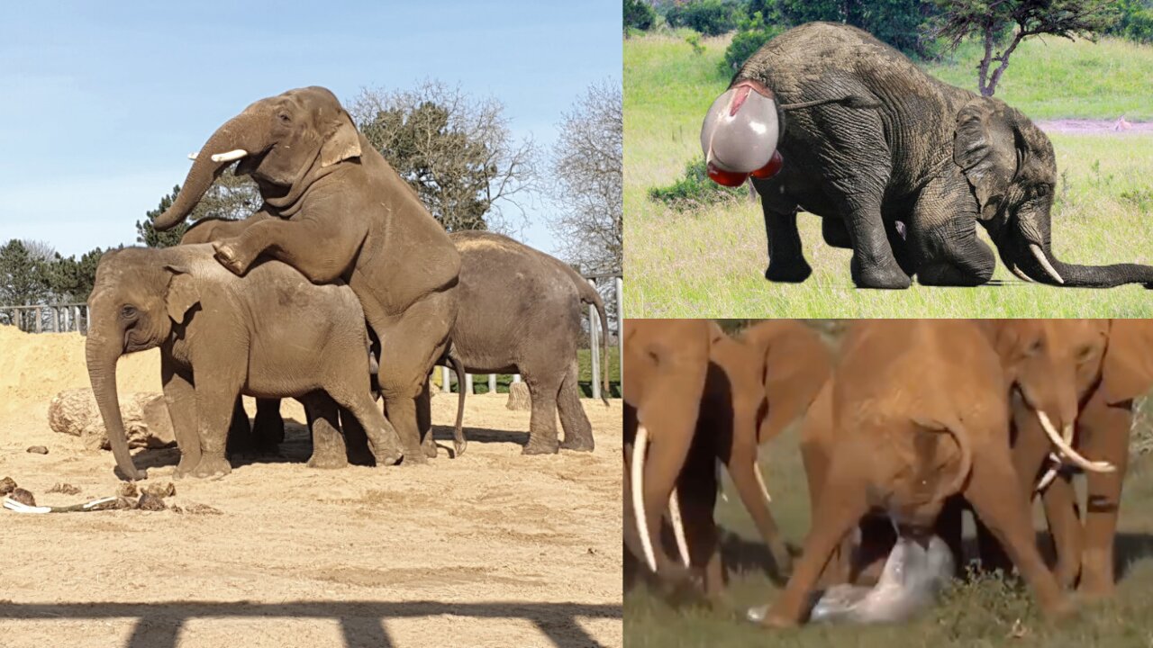 Elephant giving birth while others make love