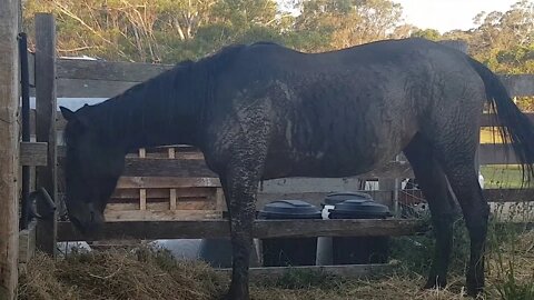 Pregnant mare putting on much needed weight after being neglected and mistreated.