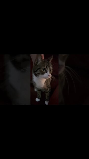 My cute little Kitty getting some Attention