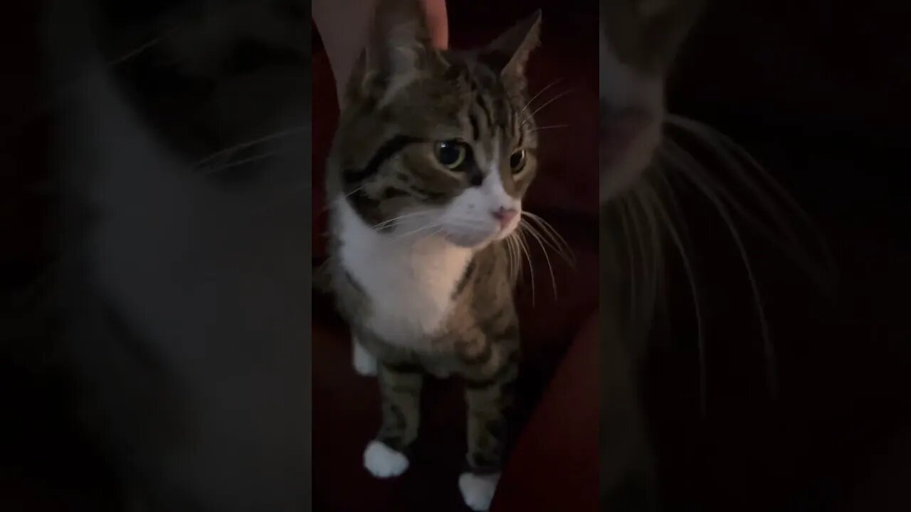 My cute little Kitty getting some Attention