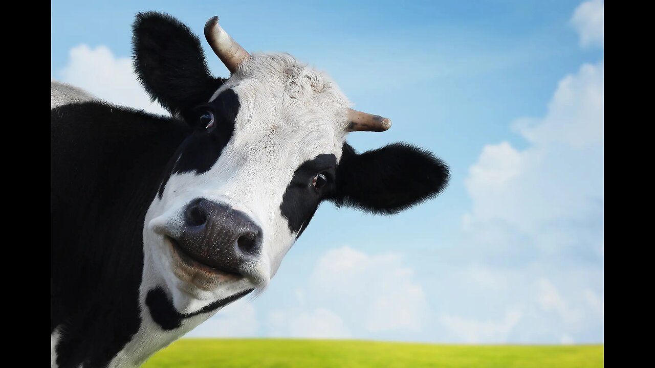 Bill Gates Funding Vaccine to Prevent Cows from Farting