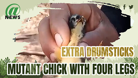 Mutant Chick Born With Four Legs