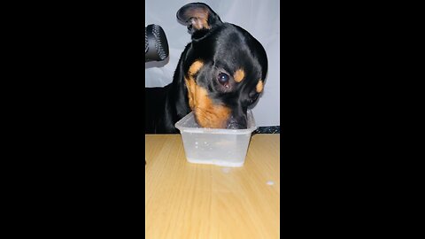 Cute Puppy ASMR #puppy #viral #trending